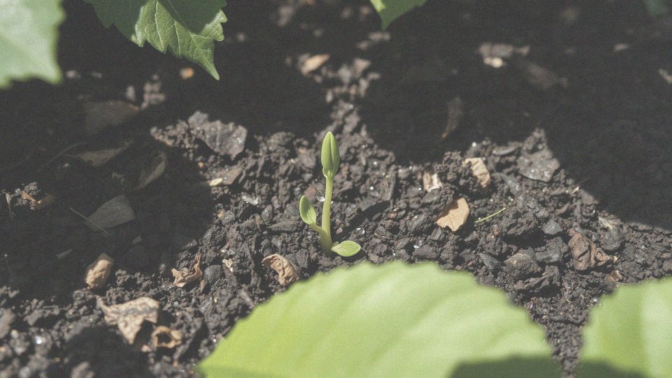 Jakie wymagania glebowe ma hortensja 'Bobo'?