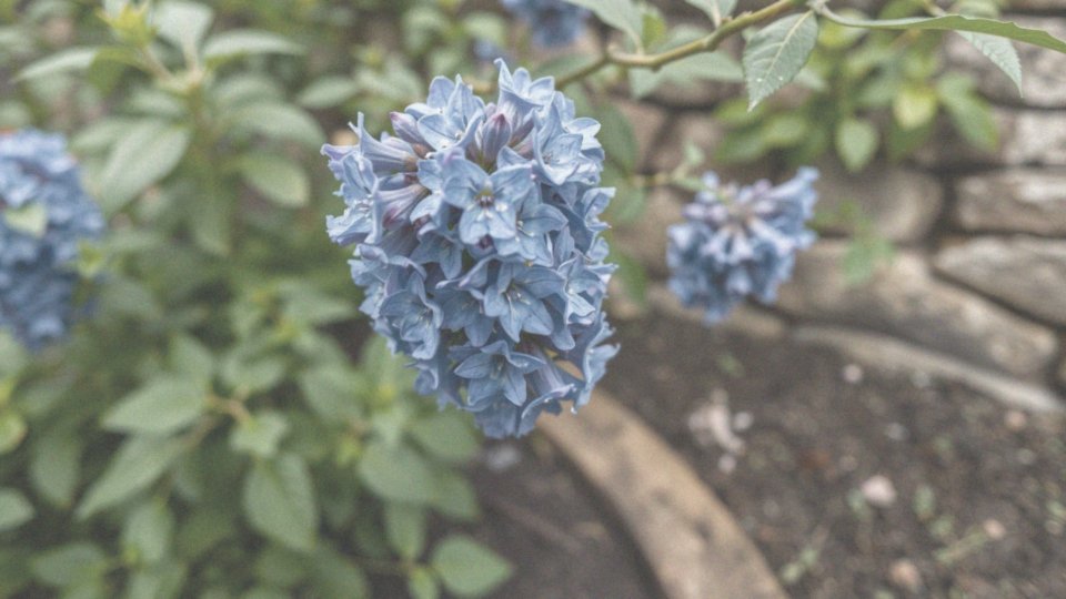 Jakie wymagania dotyczące wilgotności ma budleja Nanho Blue?