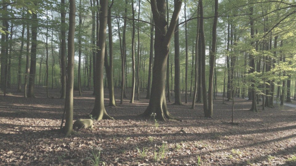 Kiedy można wycinać drzewa w okresie lęgowym ptaków?